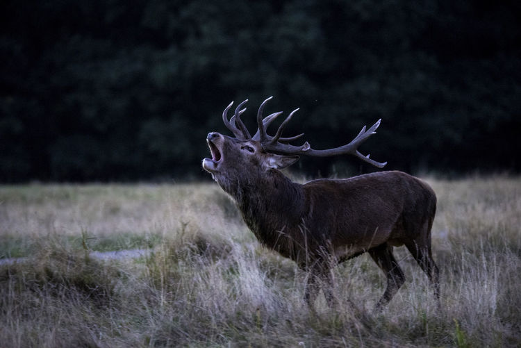 Deer howling on field