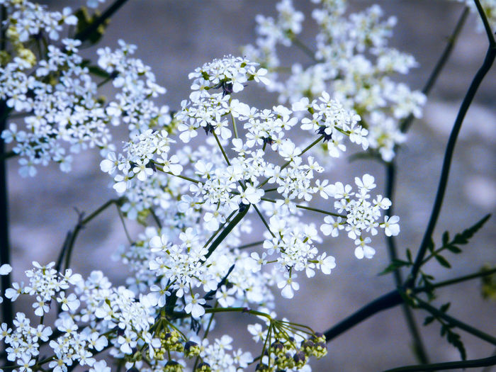Close-up of cow parsley