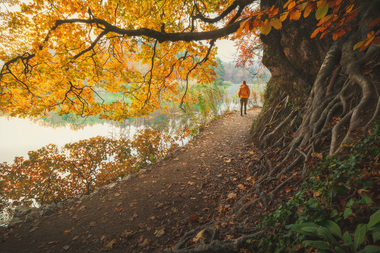 Trees in park