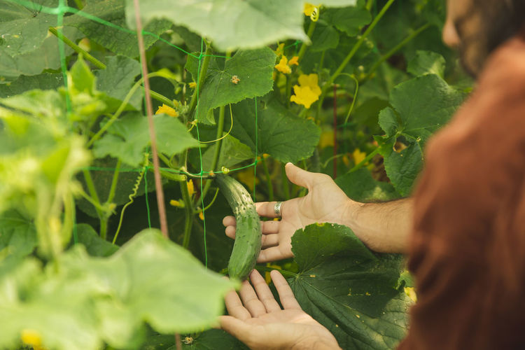 Hands of farmer showing cucumber amidst leaves
