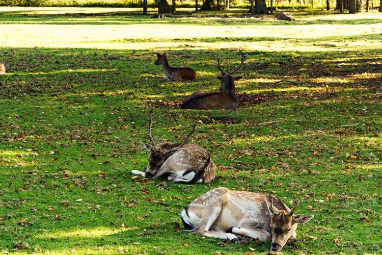 Deers relaxing on grassy field