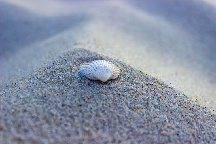 Close-up of shell on beach