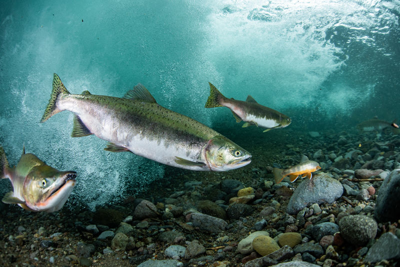 School of pink salmon run 