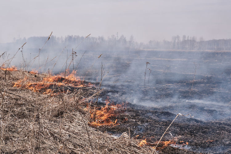 In the spring, dry grass burns on the field. grassroots natural fire.