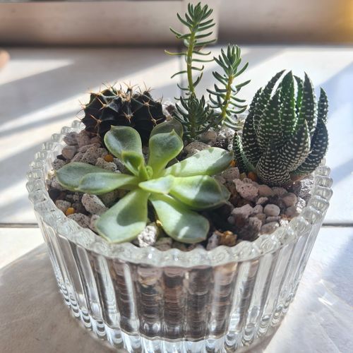 Close-up of succulent plant on table