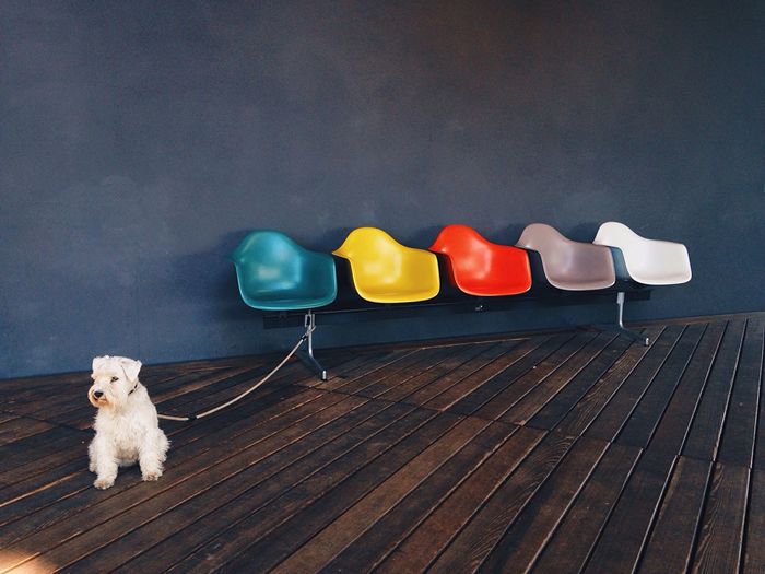 Dog tied with empty colorful seats at museum