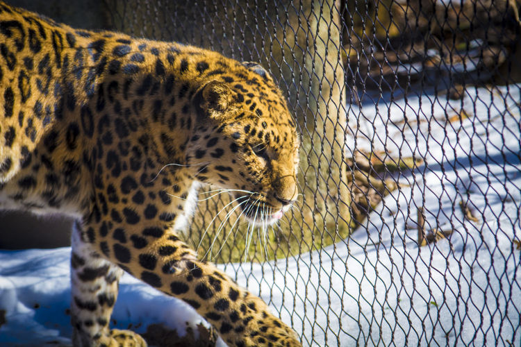 Leopard in a zoo with snow