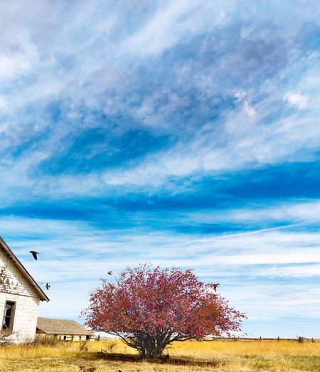 Sky view of a blooming tree and birds