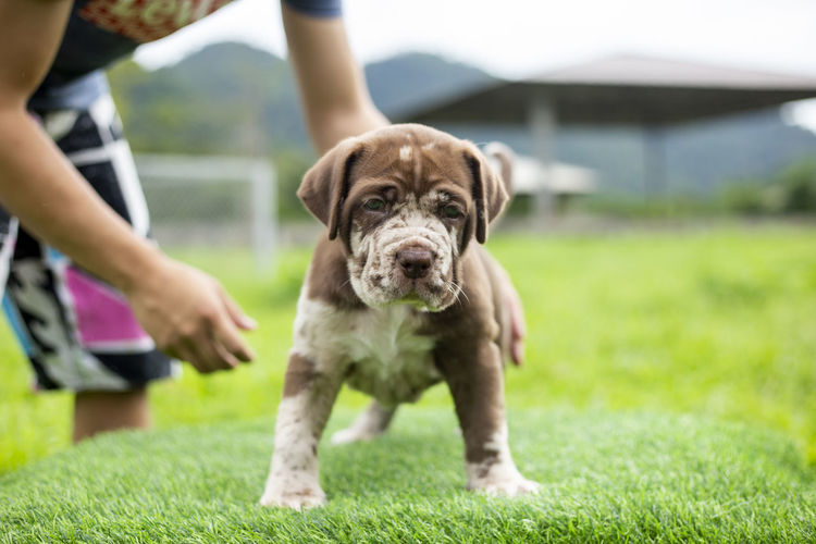 Puppy light brown white cute fat on the green lawn neapolitan mastiff puppies mix with bandog.