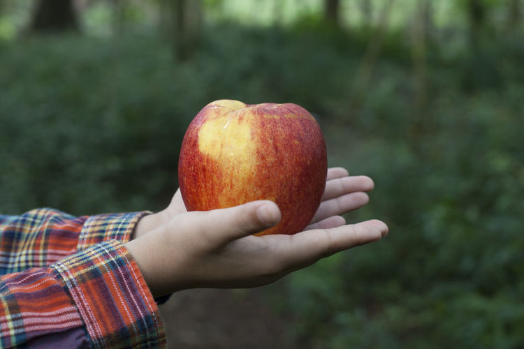 Close-up of hand holding apple