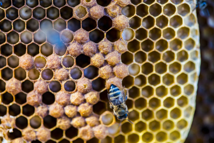 Full frame shot of bees and honeycomb 