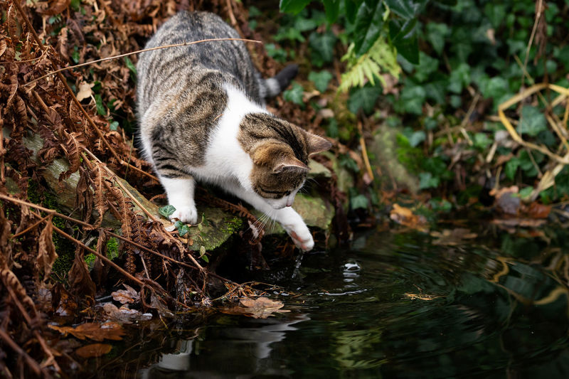 View of cat drinking water from lake