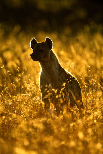 Rimlit spotted hyena sits in long grass