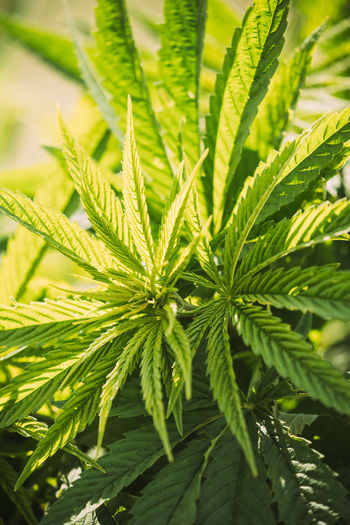 Legal green marijuana cannabis leaves growing at farm in sunlight. beautiful cannabis cultivation. 