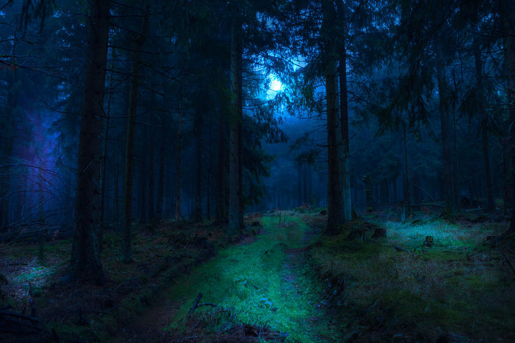 Pine trees in forest at night