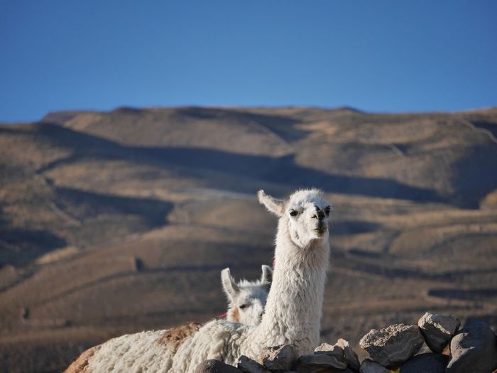 Llama standing against mountain