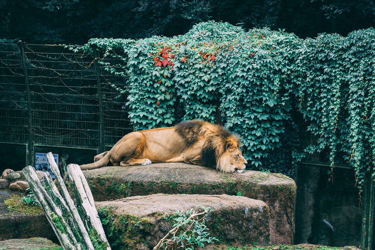 Cat relaxing in a zoo