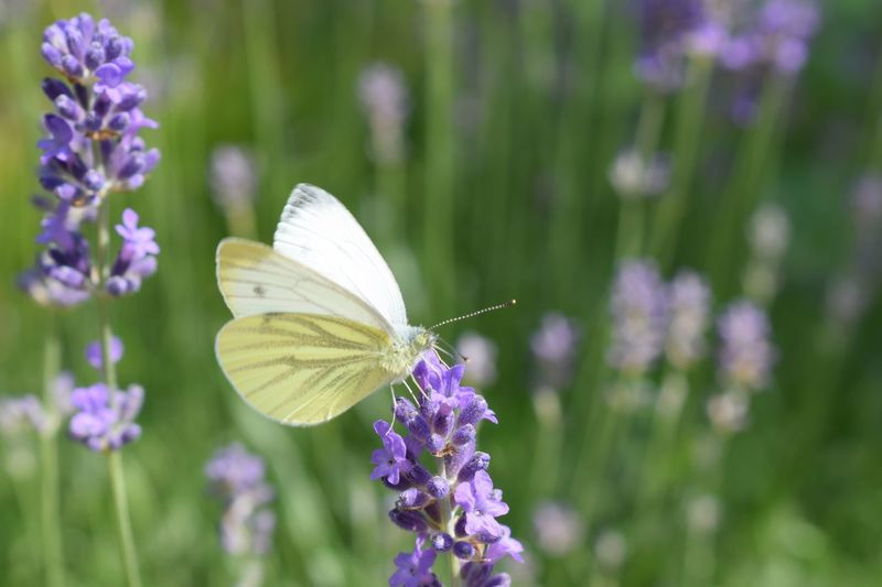 Close-up of butterfly pollinating on purple flower