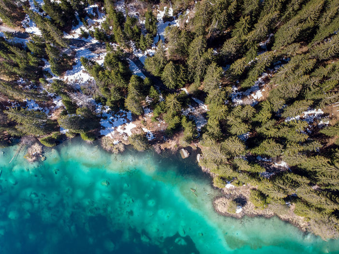 High angle view of coniferous trees by lake