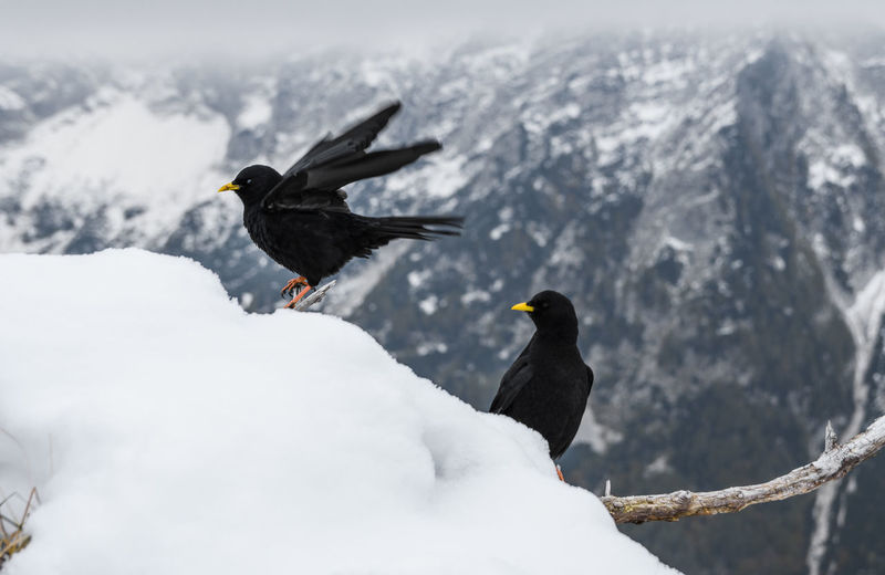 Two black birds, alpine choughs perching on branch in mountains in winter