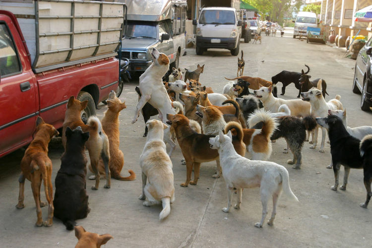 Group of stray dogs waiting for feeding on street in city