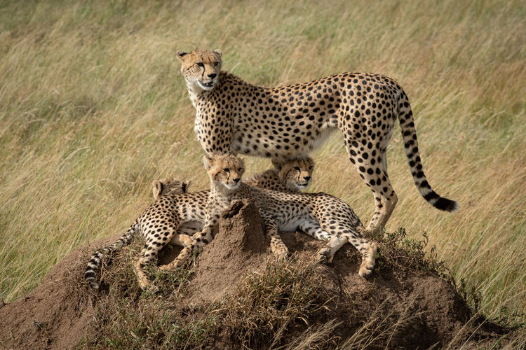 Full length of cheetah sitting on rock
