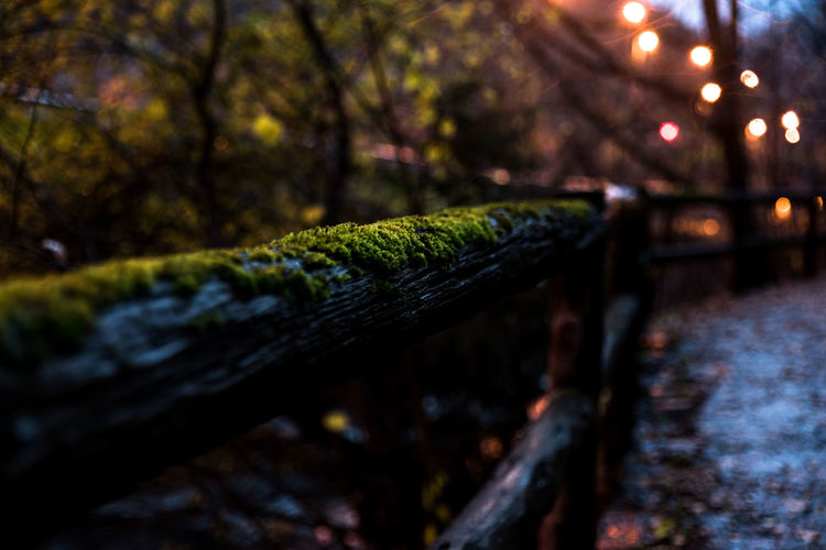 Close-up of leaf on wooden railing at night