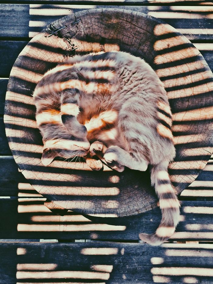 Close-up high angle view of cat sleeping on tree stump