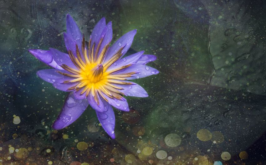 Close-up of wet water lily blooming outdoors