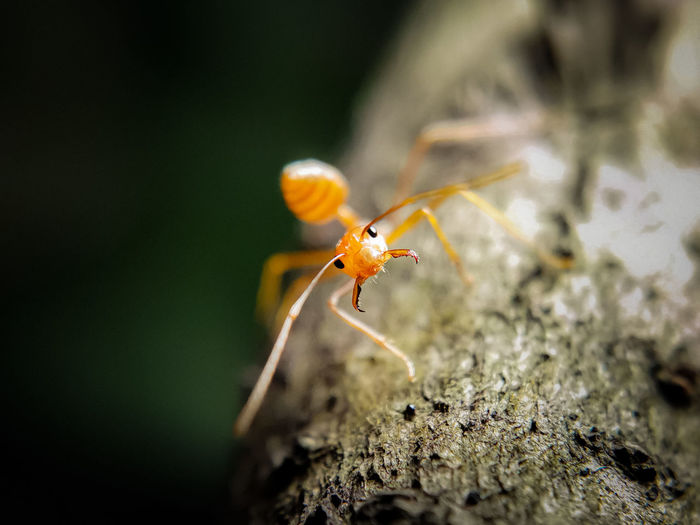 Red ant ready to fight, amizing agresive position in macro photography