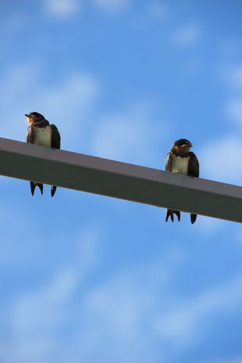 Low angle view of swallow birds perching on metal against sky