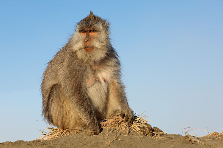 Monkey sitting against sky