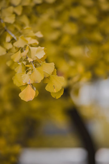 Close-up of yellow flowering plant