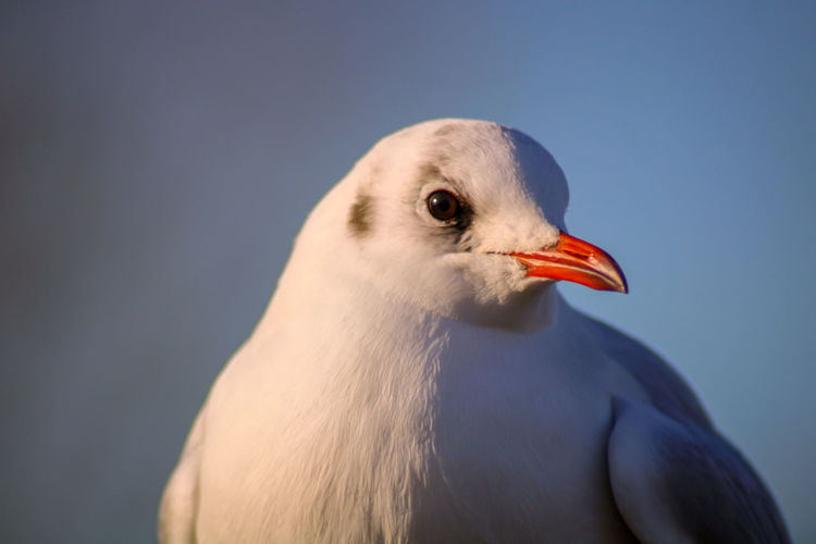 Close-up of seagull against blue sky