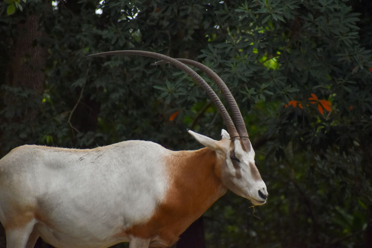 Scimitar horned oryx