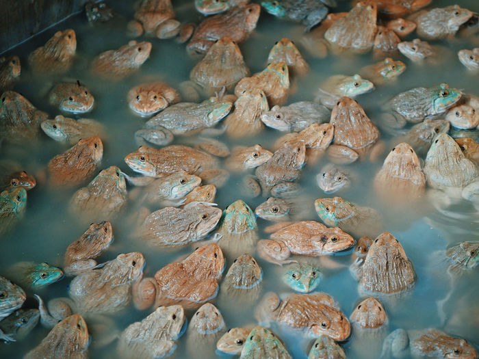 High angle view of frogs 