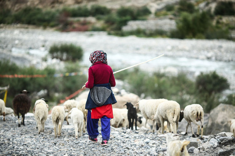 Rear view of woman herding sheep on field