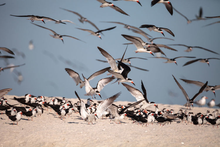 Flock of black skimmer terns rynchops niger on the beach at clam pass in naples, florida