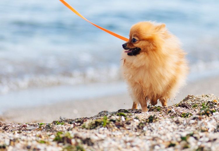 Cote dog walking near the sea