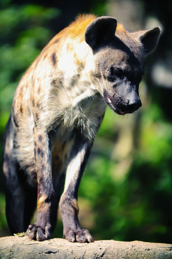 Close-up of spotted hyena standing
