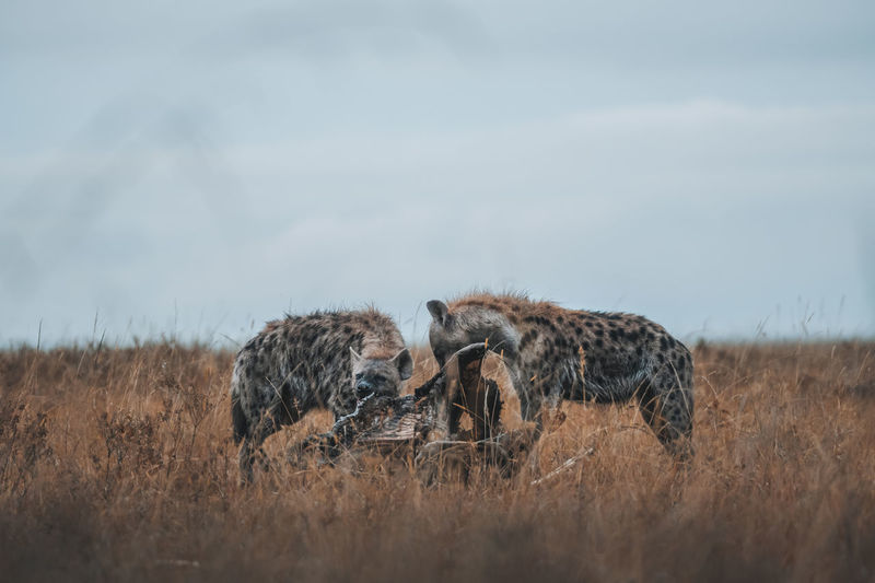 Hyenas eating a giraffe 