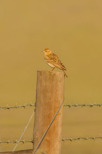 Close-up of bird perching on wooden post