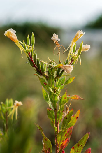Close-up of flowering plant
