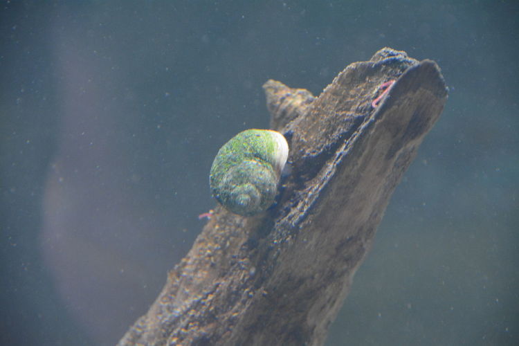 Snail on wood in sea