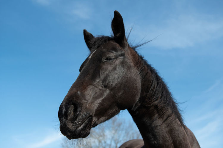 Close-up of a horse against the sky