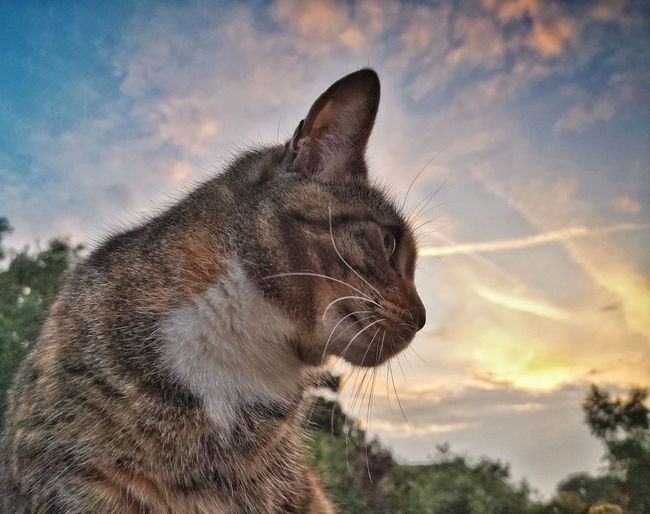 Close-up of cat looking away against sky