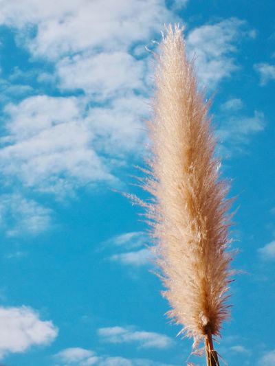 Low angle view of reed against sky
