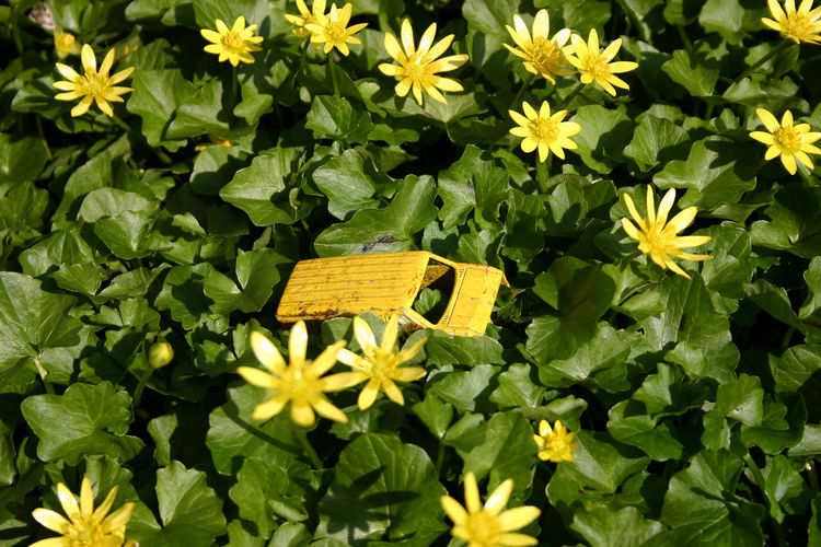 CLOSE-UP OF YELLOW FLOWERS BLOOMING IN PARK