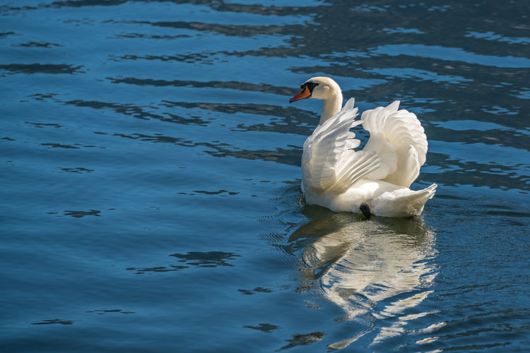 Sunlit mute swan on lake hallstatt