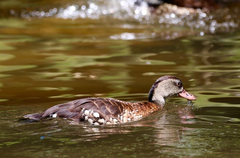 Close-up of duck in water